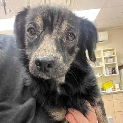 A young small-sized male Black Mixed Breed dog named James for adoption in North Charleston, SC