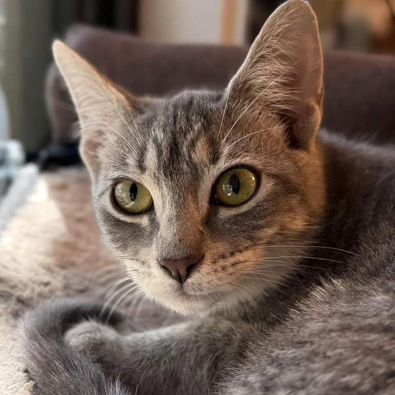 A baby small-sized female Tabby (Gray / Blue / Silver) Domestic Short Hair cat named Betty for adoption in Liverpool, TX