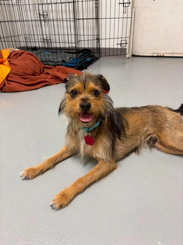 An adult small-sized male Terrier dog named Didymus for adoption in Groveland, MA