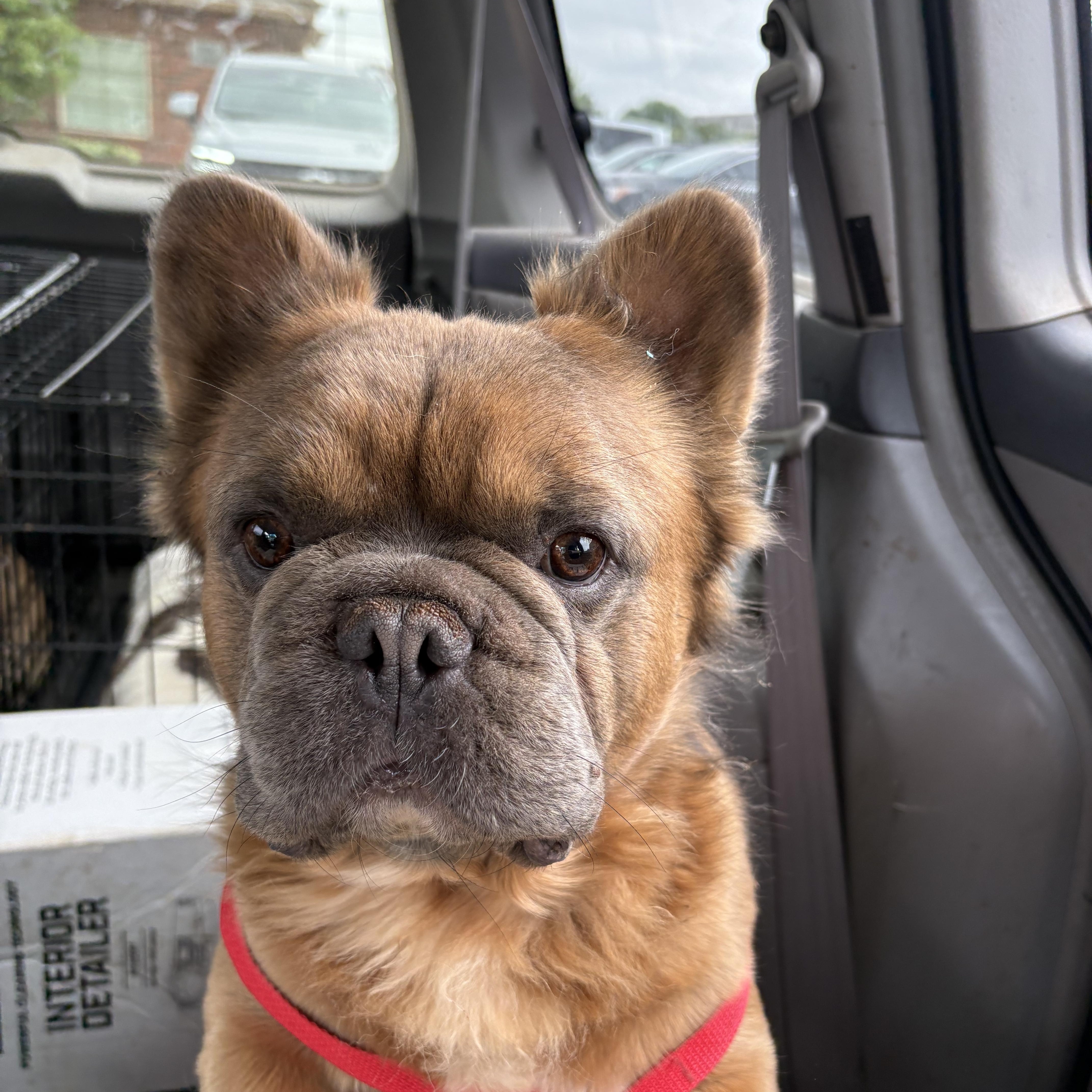 An adult medium-sized male Brown / Chocolate French Bulldog dog named Meechi Fontaine for adoption in Oklahoma City, OK