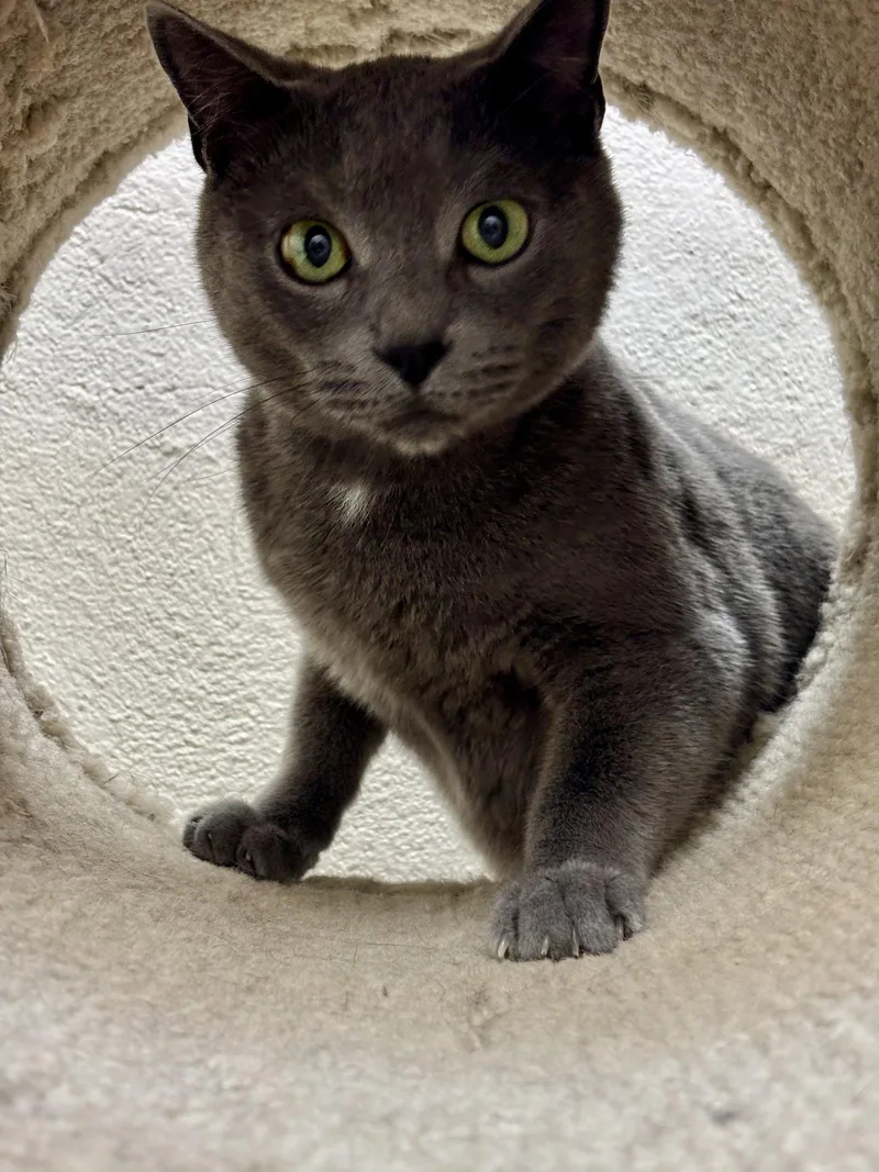 An adult medium-sized male Gray / Blue / Silver Domestic Short Hair cat named Forest Bonded Pair for adoption in Brick, NJ