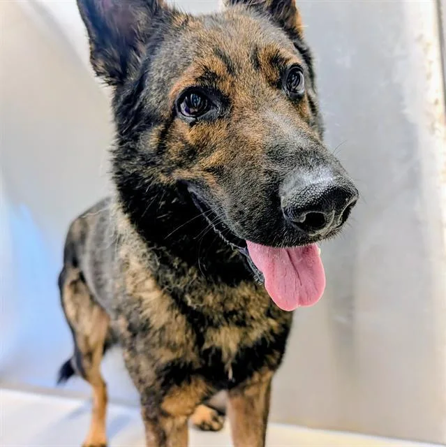 An adult large-sized male German Shepherd Dog dog named Bingo for adoption in Haw River, NC