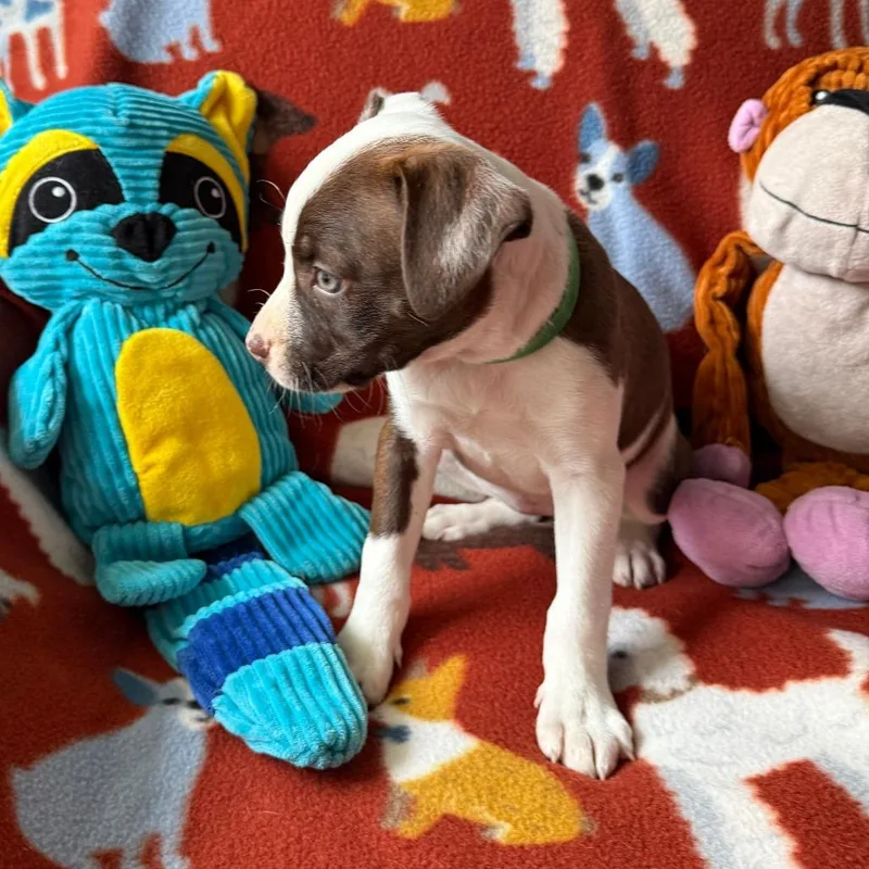 A baby small-sized female Brown / Chocolate Boston Terrier dog named Pattypan for adoption in Normal, IL