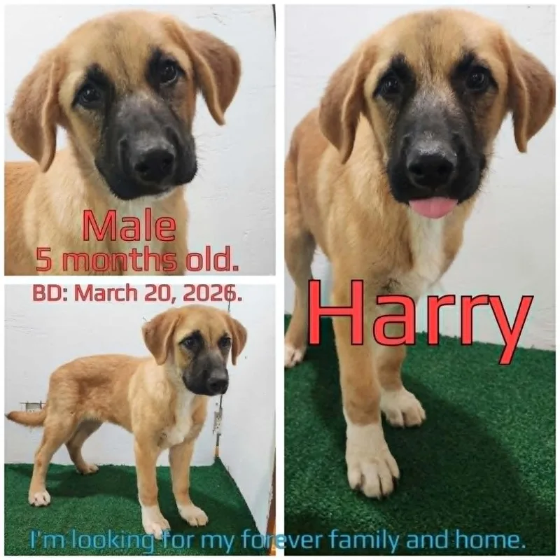 Harry thumbnail 2