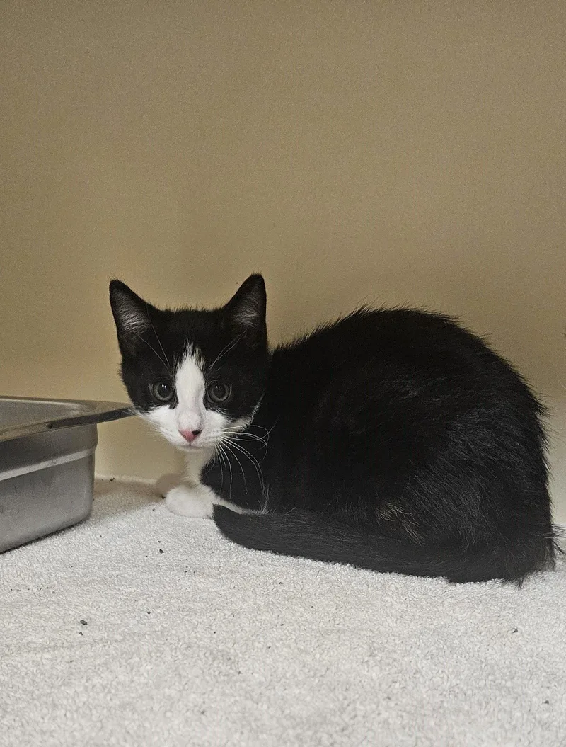 A young medium-sized female Domestic Short Hair cat named Moana for adoption in Lancaster, PA