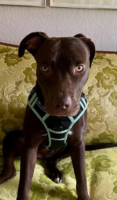A young large-sized female Labrador Retriever dog named Suzi for adoption in Dallas, TX