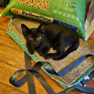 Nightshade thumbnail 3