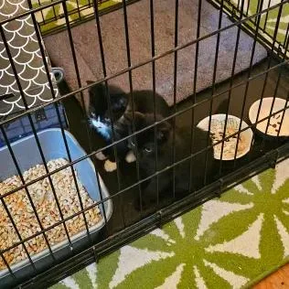 Nightshade thumbnail 4