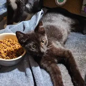 Nightshade thumbnail 5