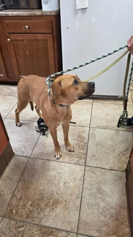 An adult large-sized female Brown / Chocolate Mixed Breed dog named Minnie for adoption in Cincinnati, OH