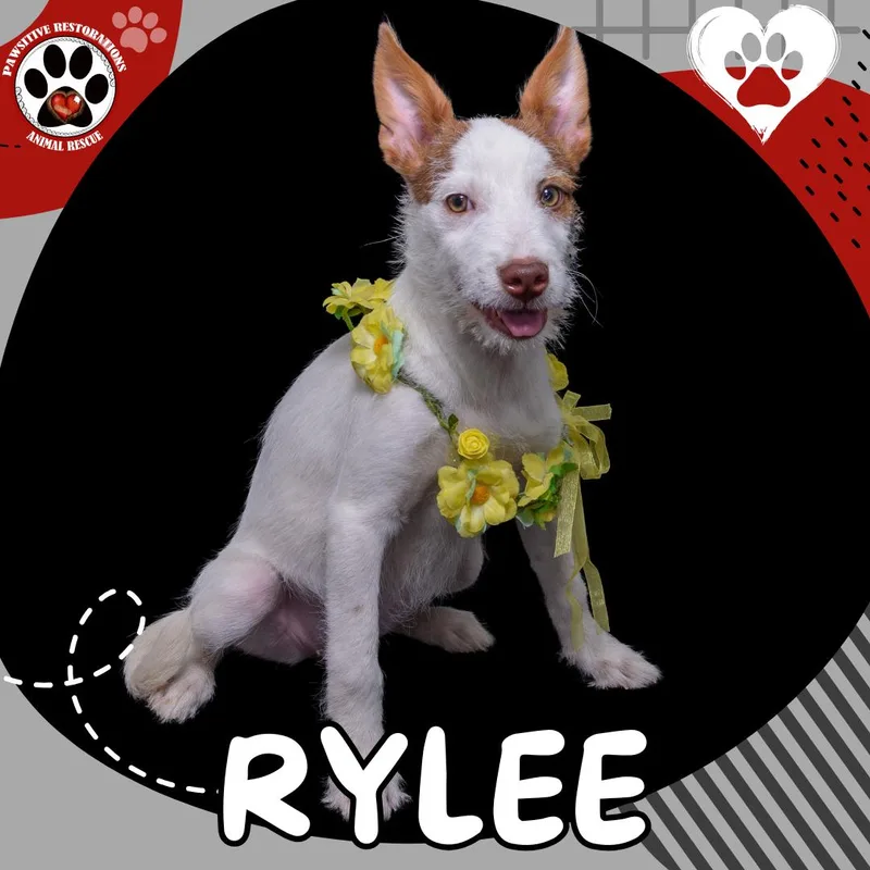 A baby medium-sized female White / Cream Standard Schnauzer dog named Rylee for adoption in Aurora, CO