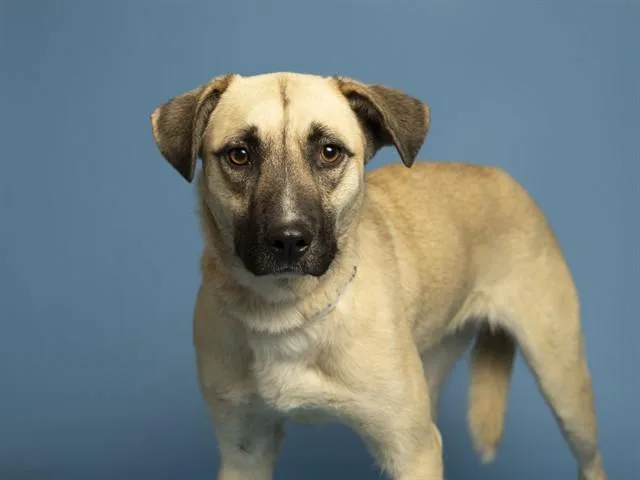 A young medium-sized female Australian Shepherd dog named Ashley for adoption in Phoenix, AZ