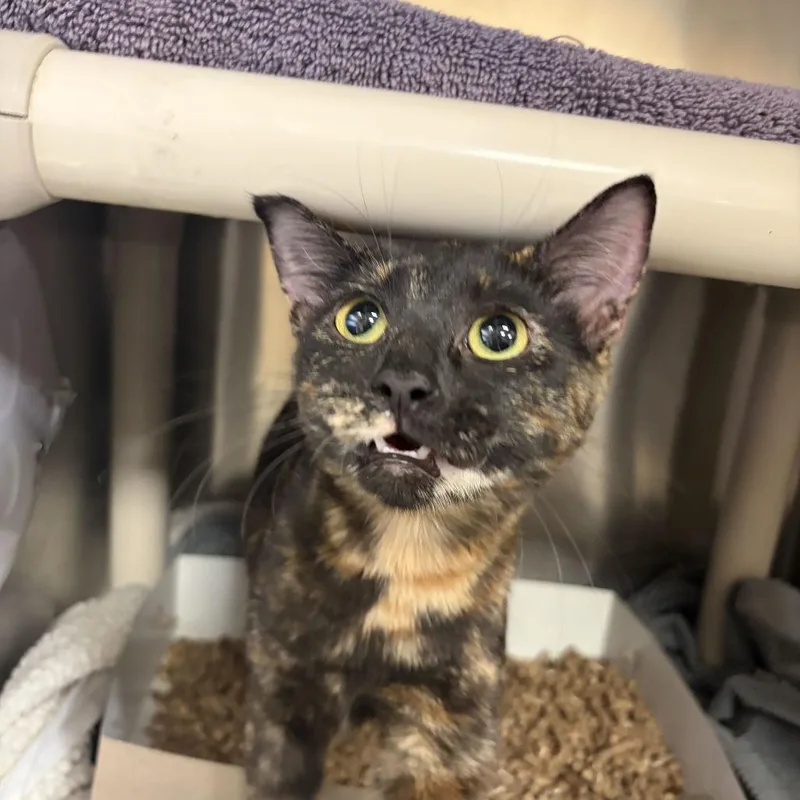 A young medium-sized female Domestic Short Hair cat named Batty Face for adoption in Perkiomenville, PA