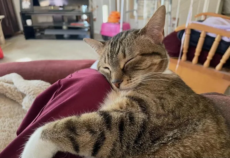 A senior medium-sized female Domestic Short Hair cat named Emma for adoption in Anoka, MN