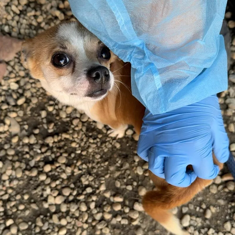 An adult small-sized male Yellow / Tan / Blond / Fawn Chihuahua dog named Anuel AA for adoption in Philadelphia, PA