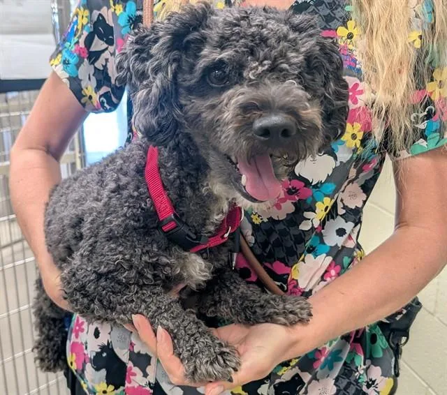 A young small-sized male Poodle dog named Dr Pepper for adoption in Denver, CO