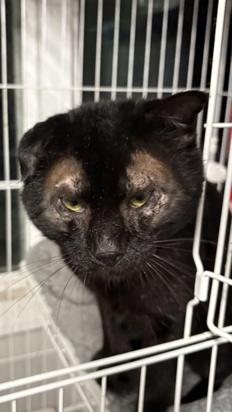 An adult medium-sized male Domestic Short Hair cat named Jimmy for adoption in White Bluff, TN