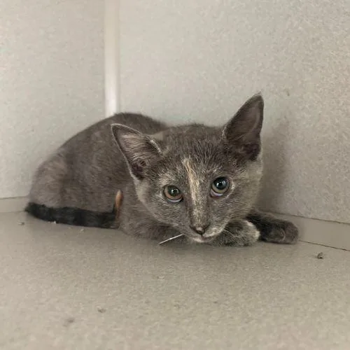 A baby small-sized female Domestic Short Hair cat named Pandora for adoption in Aurora, CO