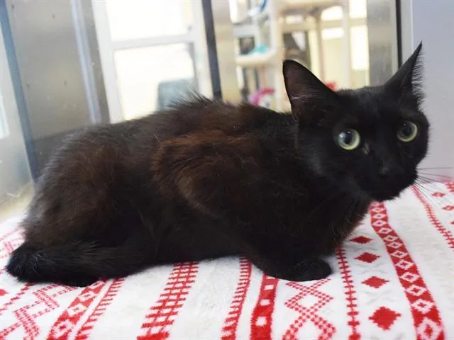 A young medium-sized female Domestic Short Hair cat named Chick for adoption in Sacramento, CA