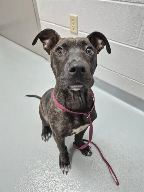 A young small-sized male Mixed Breed dog named Flounder for adoption in Saint Cloud, FL