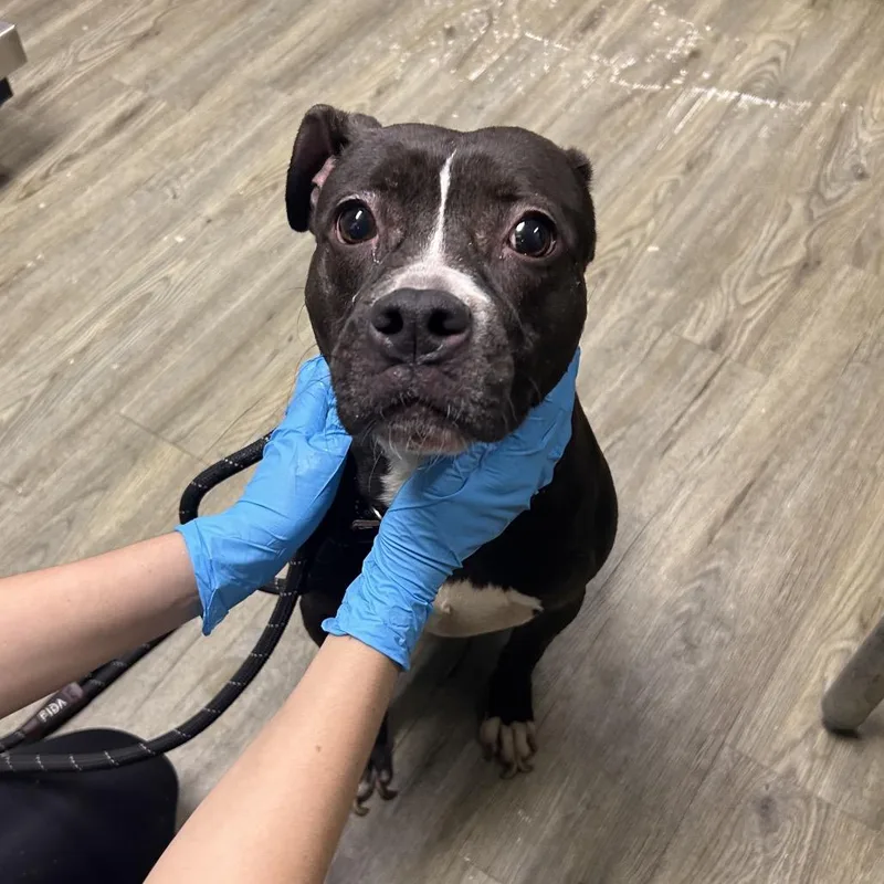 An adult medium-sized female Black Mixed Breed dog named Nutella for adoption in Summerville, SC