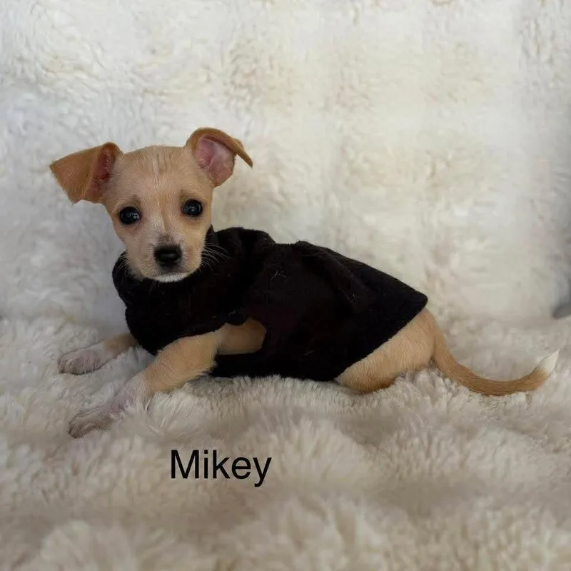 Mikey D Arriving thumbnail 2