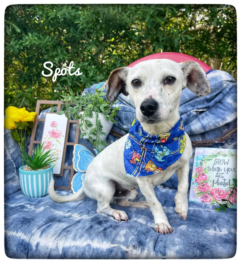 A young small-sized male Jack Russell Terrier dog named Spots for adoption in Sebring, FL