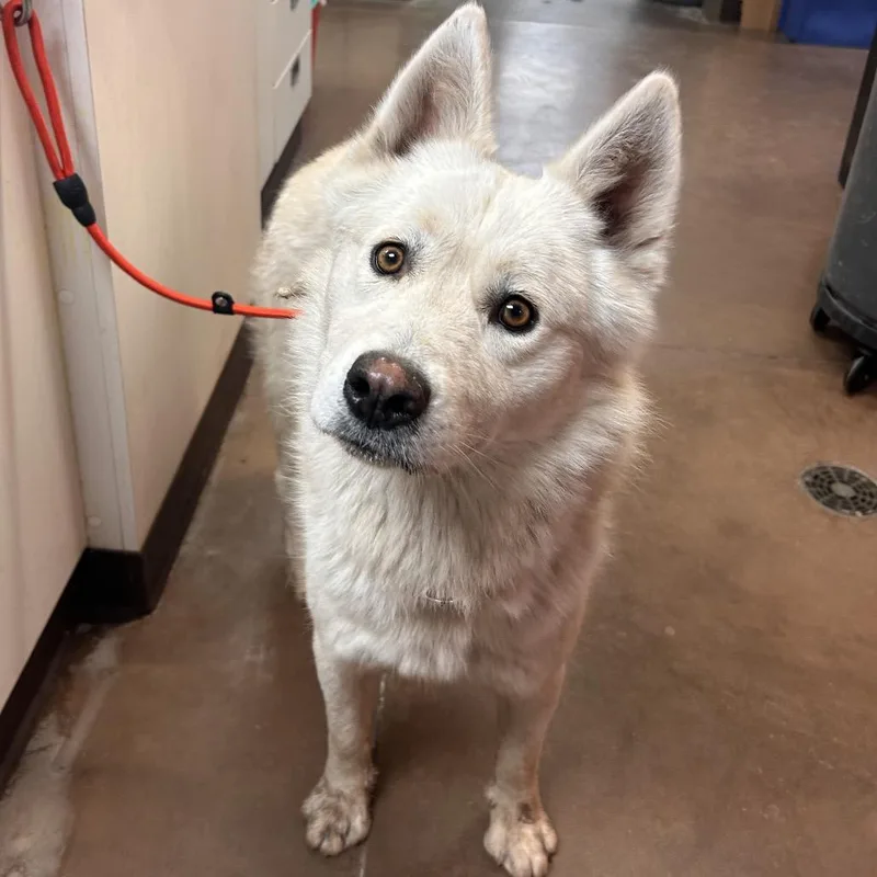 An adult medium-sized male White / Cream Husky dog named Cascade for adoption in Flagstaff, AZ