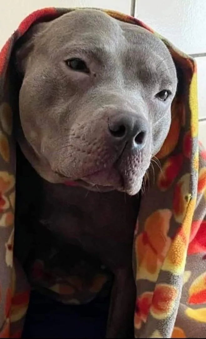 A young medium-sized female Pit Bull Terrier dog named Baby Seal for adoption in Flint, MI