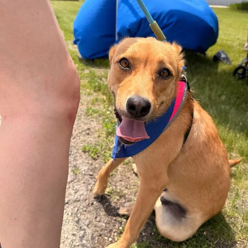 An adult medium-sized female Yellow / Tan / Blond / Fawn Mixed Breed dog named Lady for adoption in Joliet, IL