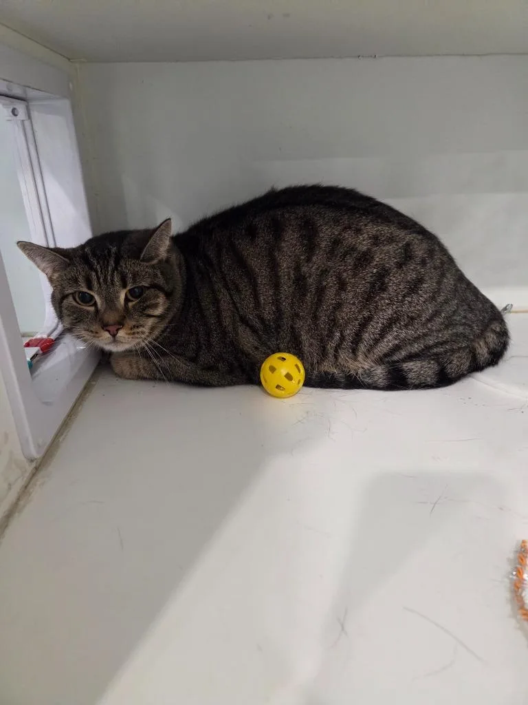A young small-sized male Domestic Short Hair cat named Timothy for adoption in Lunenburg, VT