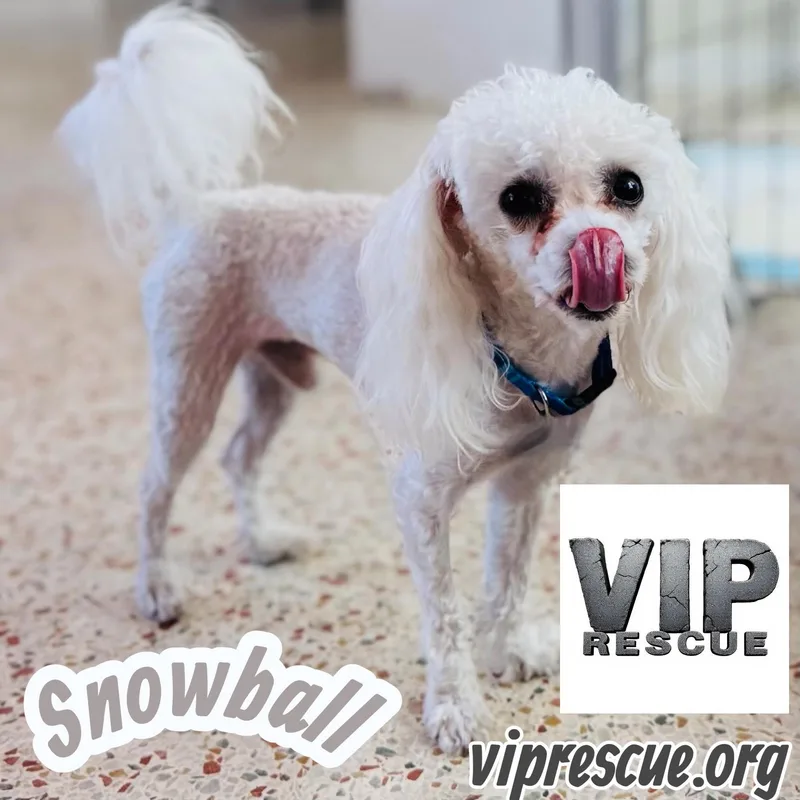 Snowball  Redington Beach thumbnail 4
