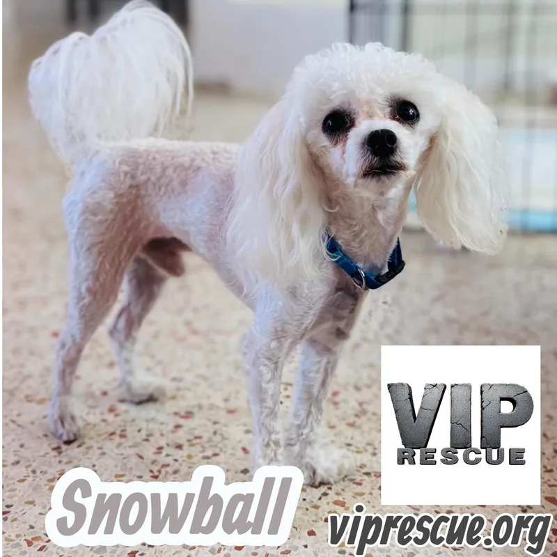 Snowball  Redington Beach thumbnail 5