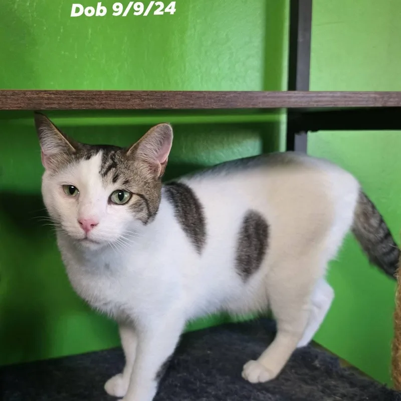 A baby medium-sized male White Domestic Short Hair cat named Justice for adoption in Concord, CA