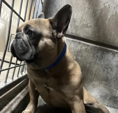 An adult medium-sized male French Bulldog dog named Maxwell for adoption in San Pedro, CA