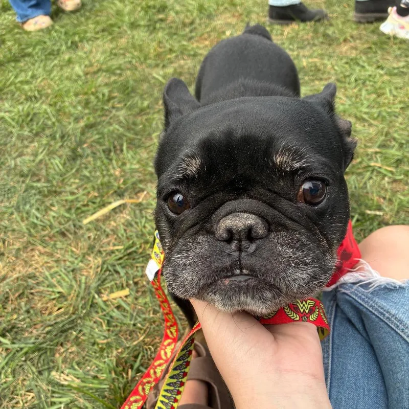 A senior medium-sized female Black French Bulldog dog named Betty for adoption in Alexandria, VA