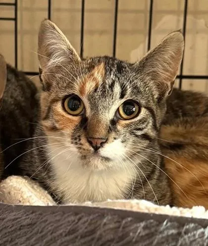 A baby small-sized female Torbie Domestic Short Hair cat named Neu Neu for adoption in New York, NY