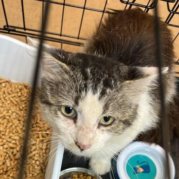 An adult small-sized male Brown / Chocolate Domestic Medium Hair cat named Pillsbury for adoption in Gadsden, AL