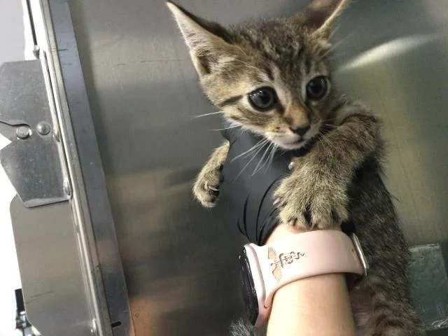 A baby small-sized male Domestic Short Hair cat named Waffles for adoption in Thousand Palms, CA