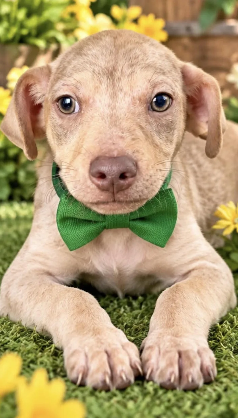 A baby medium-sized male Rat Terrier dog named Jaxon for adoption in Margate, FL