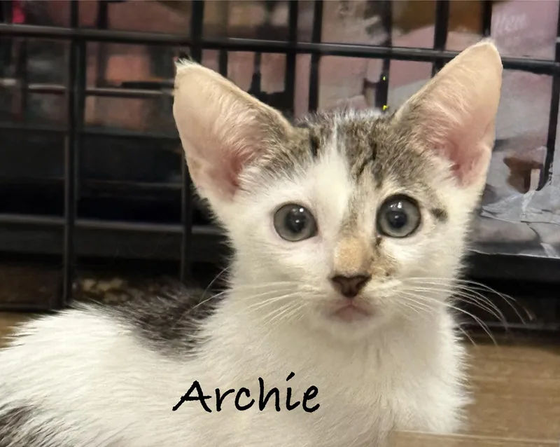 A baby medium-sized male Tabby (Gray / Blue / Silver) Domestic Short Hair cat named Archie for adoption in Pawleys Island, SC