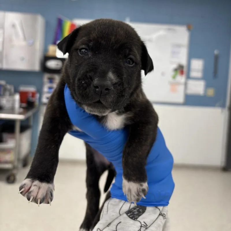 A baby small-sized female Mixed Breed dog named Amilya for adoption in Indianapolis, IN