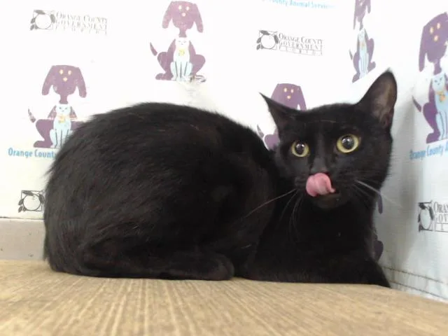 An adult small-sized female Domestic Short Hair cat named Fii for adoption in Orlando, FL
