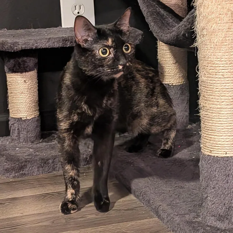 An adult small-sized female Tortoiseshell Domestic Short Hair cat named Sabrina C for adoption in Princeton, MN
