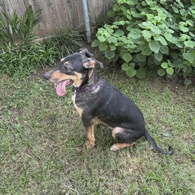 An adult medium-sized male Black Terrier dog named Milo for adoption in Weatherford, TX