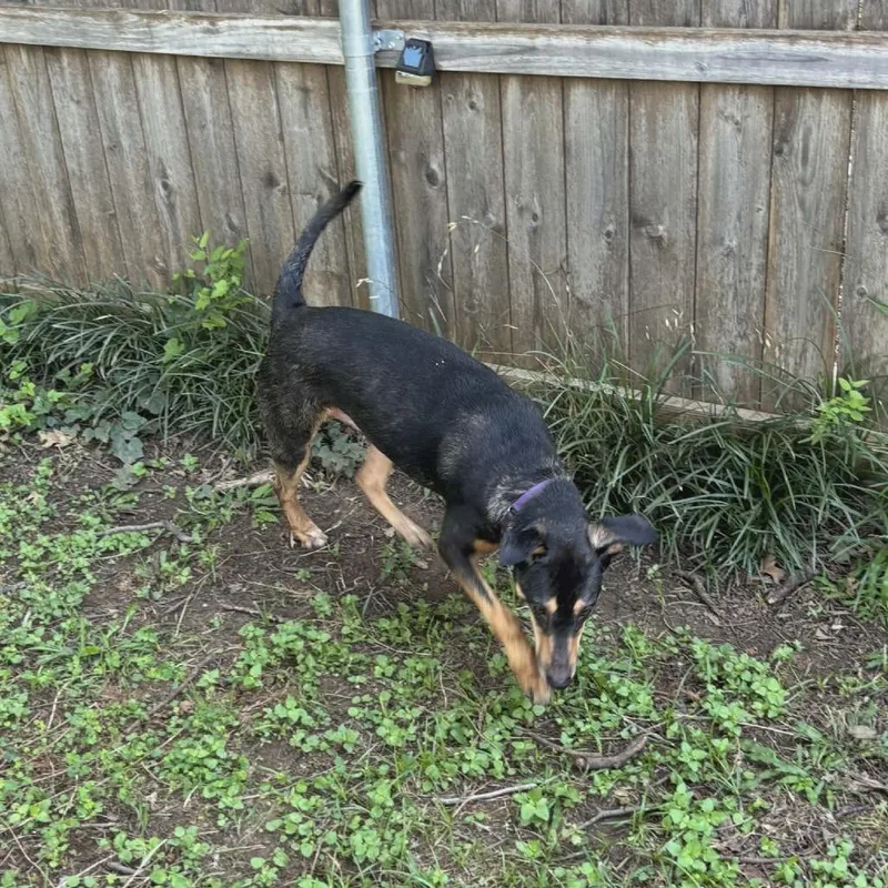 Milo thumbnail 3