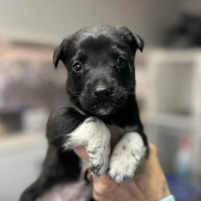 A baby medium-sized female Black Cattle Dog dog named Goatee for adoption in Columbia, SC