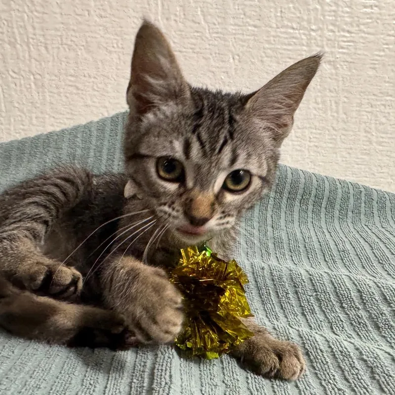 A baby small-sized female Brown / Chocolate Domestic Short Hair cat named Catamaran for adoption in Westminster, CA