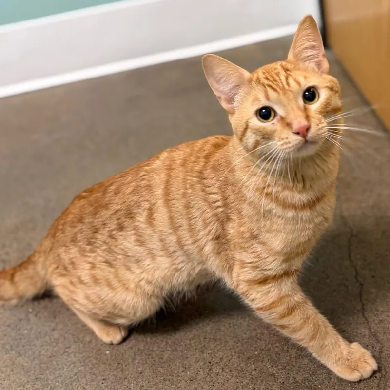 An adult medium-sized male Orange / Red Domestic Short Hair cat named Buffalo Chicken Slider for adoption in Keizer, OR