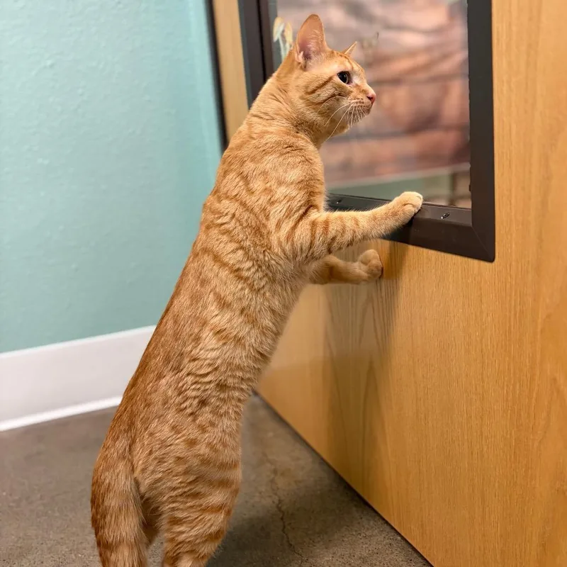 Buffalo Chicken Slider thumbnail 2